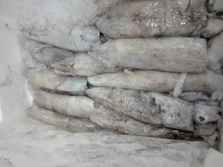 Chipirón De Potera Fresco 80Gr./Pza 80Gr./Pza