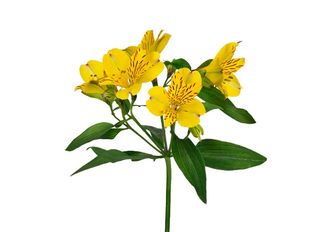 1 Алстромерия, Жълта