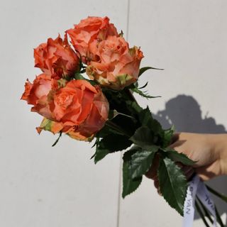 Ramo de 5 Rosas Julischka Sien