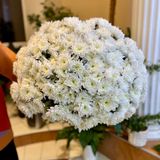 Хризантема класична, гілка 