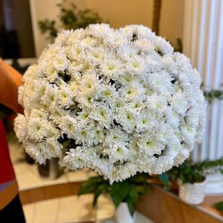 Хризантема класична, гілка 