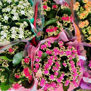 Kalanchoe Dobrado Médio - Flor da Fortuna