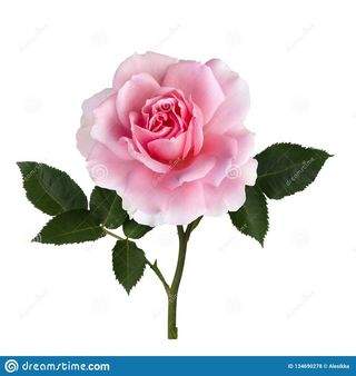 3 Rose rosa gambo corto