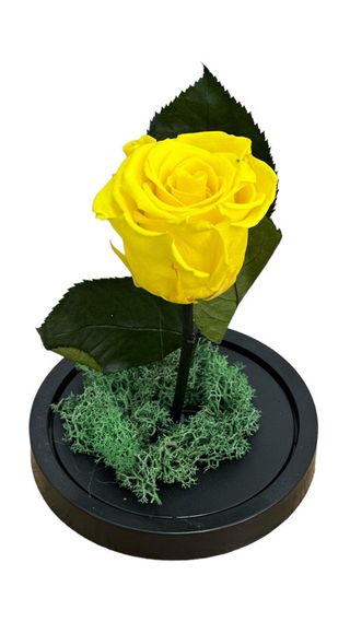 Trandafir Criogenat Galben