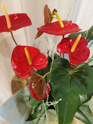 Anthurium rojo 
