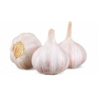Ajo violeta BÍO