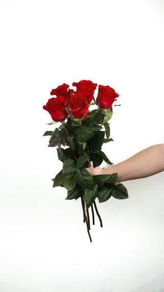 Róże ekwadorskie czerwone 5 szt. średniej wysokości