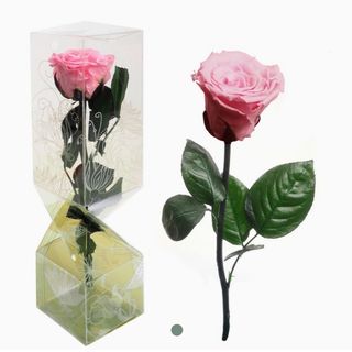 Rosa Eterna Rosa Pequeña