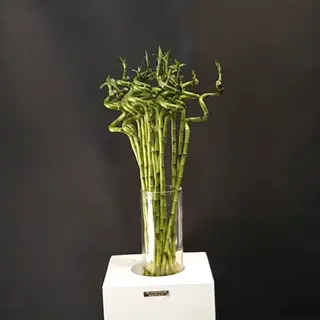 1 Tige luky bamboo