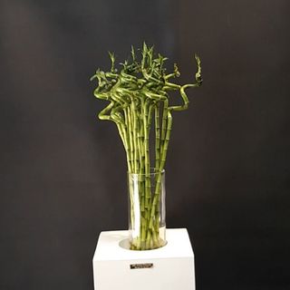 1 Tige luky bamboo