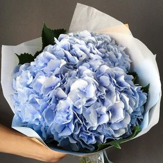 Букет з трьох блакитних гортензій
