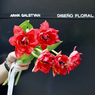 Ramo de 5 Tulipanes Rojo