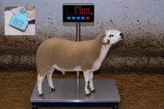 06349312 - 77 Kg