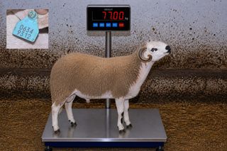 06349312 - 77 Kg