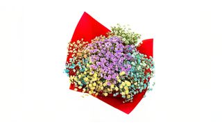 #8 ფერადი გიფსოფილია