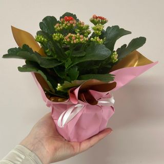 Kalanchoe in ambalaj