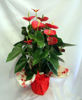 Planta De Anturio Rojo