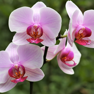 Srednia orchidea