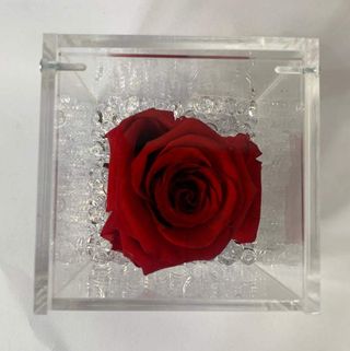 Rosa Rossa stabizzata in cubo di plexiglas 8x8