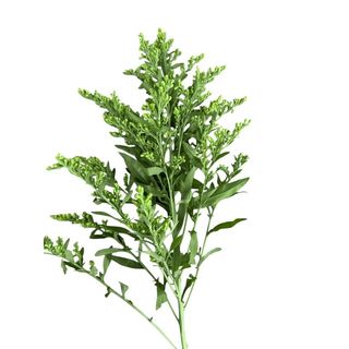 Solidago