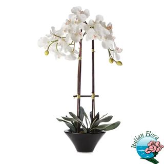 Pianta di orchidea phalaenopsis bianca