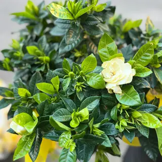 Pianta gardenia grande
