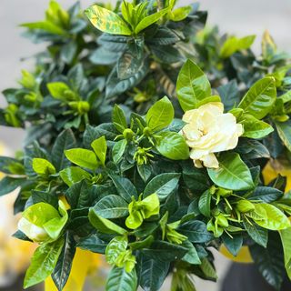 Pianta gardenia grande