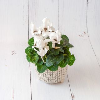 Cyklamen