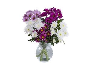 5 Хризантеми, Микс