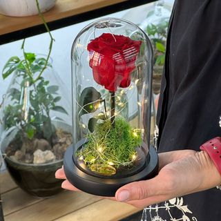 Rose éternelle Lumineuse Rouge