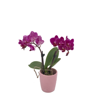 Mini orquídea