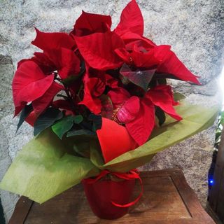 Ponsetia con Macetero