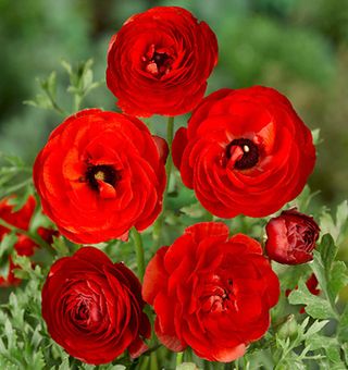 10 Ranuncoli rossi