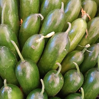 Cetrioli di Polignano 