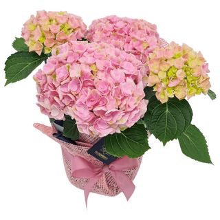 Hortensie la ghiveci 