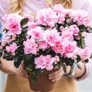 Aзалия розова