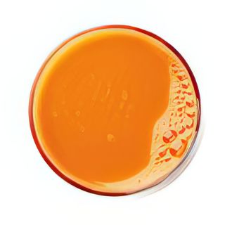 Jus De Carotte Gingembre