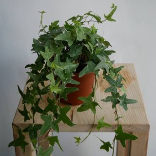 Плющ Хедера