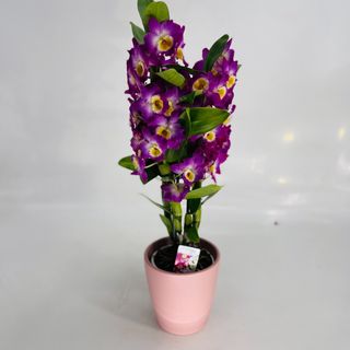 Vaso de Orquídeas Dendrobium