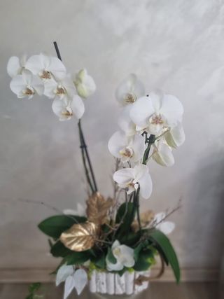 Orhidee alba in giveci 3 ramuri