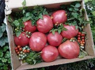 ბიო სერთიფიცირებული პომიდორ 500 კგ