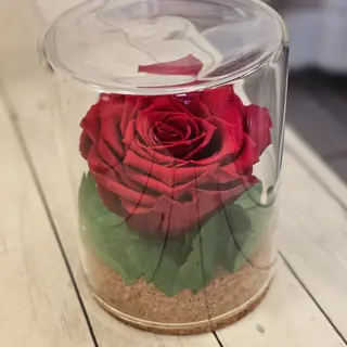 Rosa stabilizzata