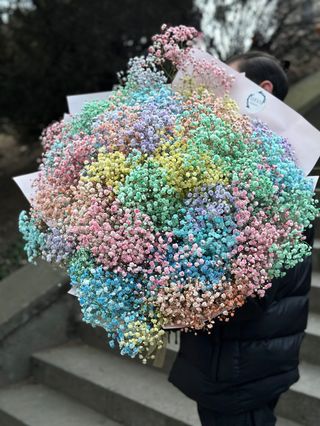 ჰოლანდიური გიფსოფილა(50ტოტი)