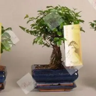 Bonsai Petalos