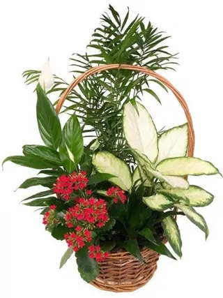 Cajón De Plantas