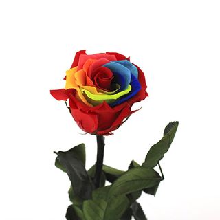 Rosa Eterna Orgullosa