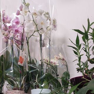 Piante di orchidee bellissime