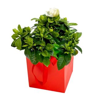 Planta Gardenia