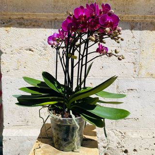 Orquídea Multicolor