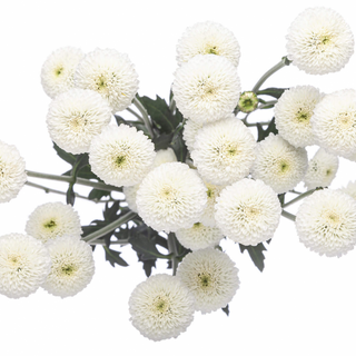 Crisantemo Santini Blanco Flor Suelta(Por unidad/No es un ramo/No bouquet) 